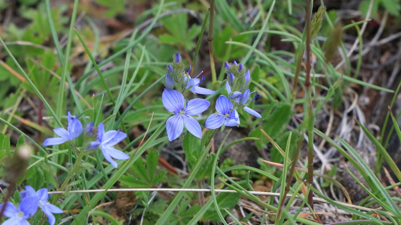 Veronica austriaca flower