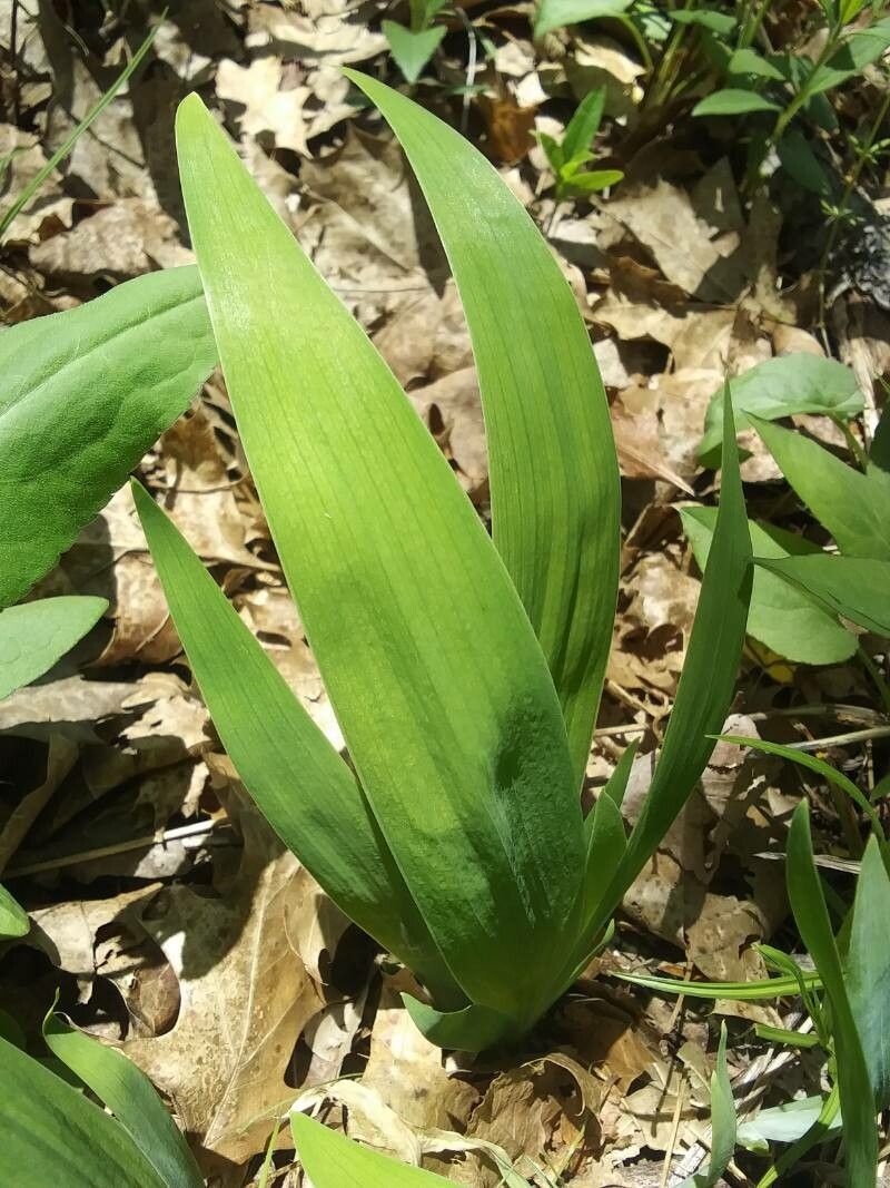 Iris cristata — search result for 'Iris'