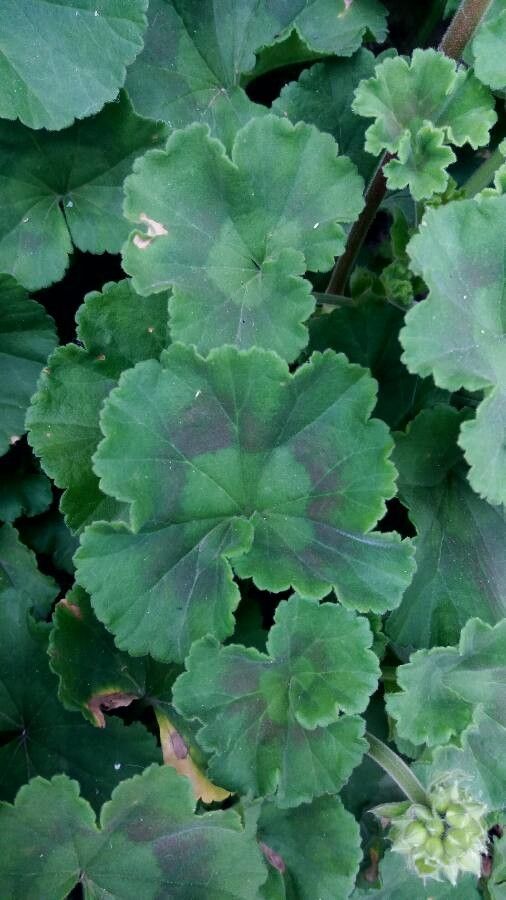 Pelargonium inodorum leaf