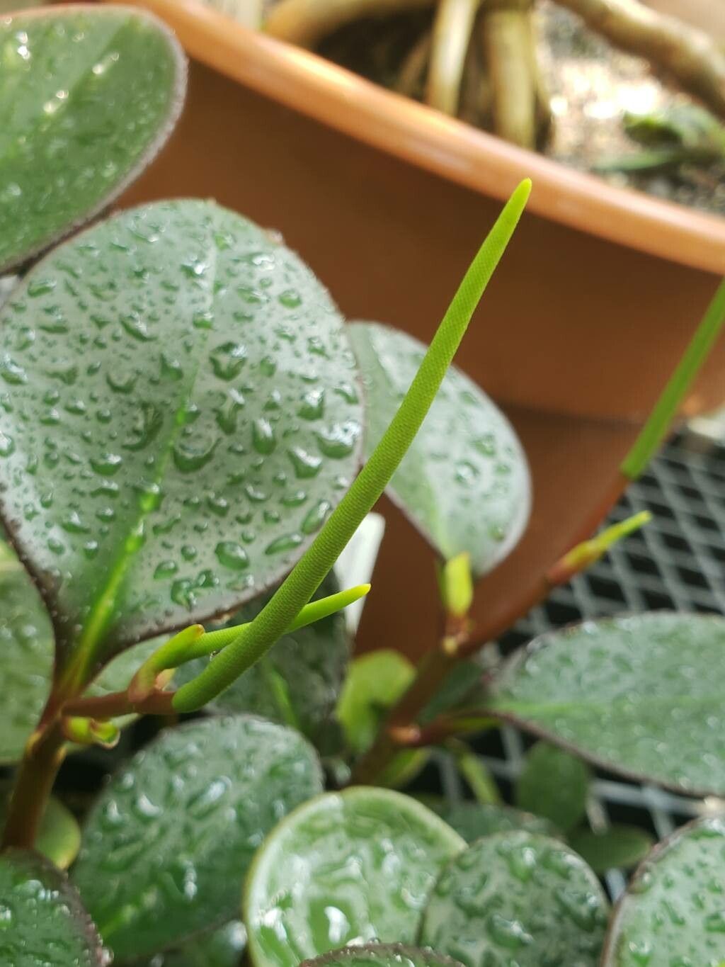 Peperomia magnifoliiflora flower