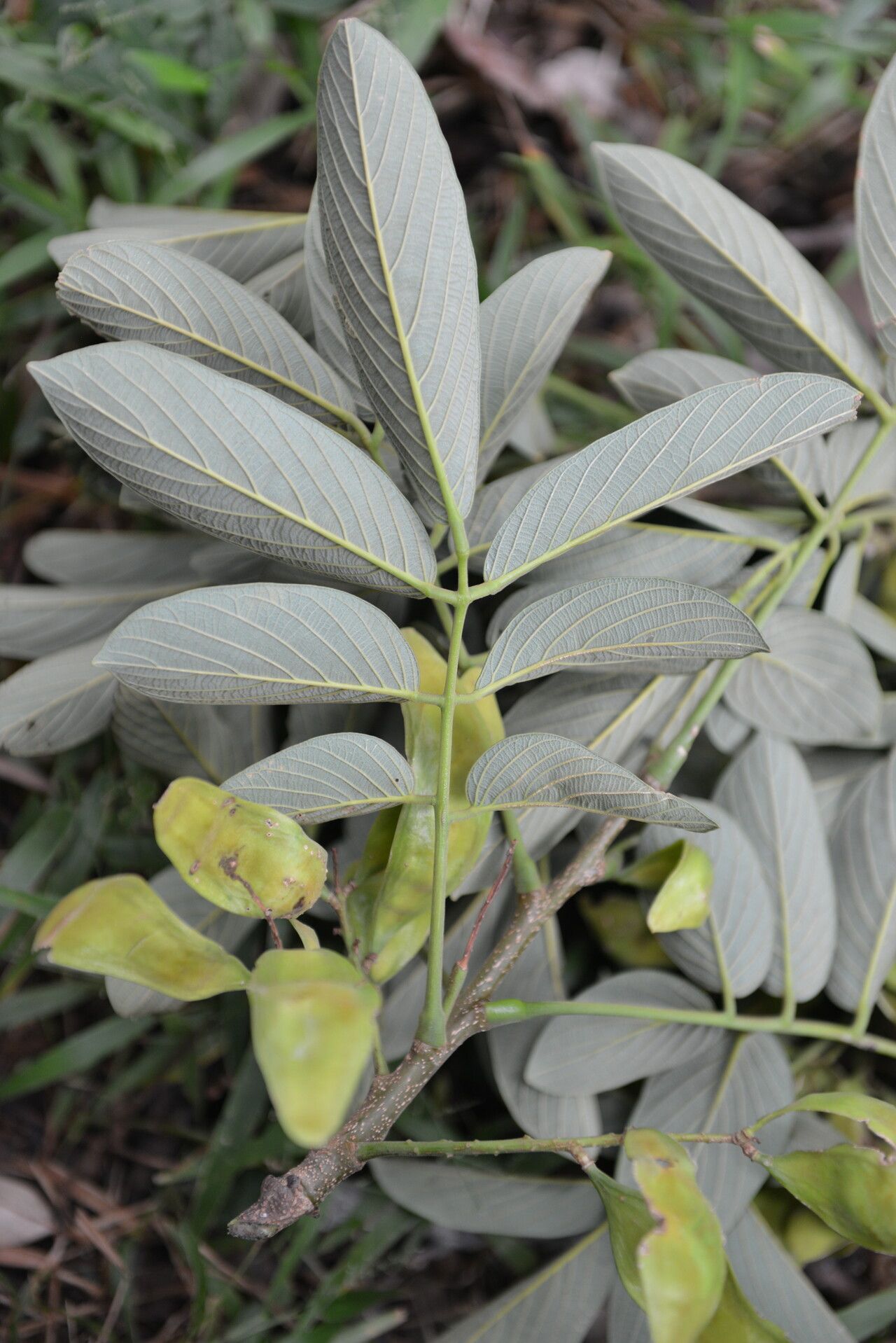 Lonchocarpus retifer leaf