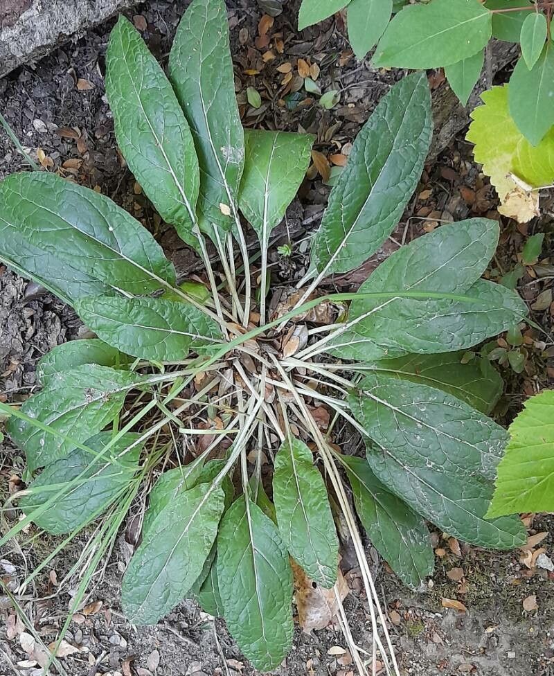 Adenocaulon chilense habit