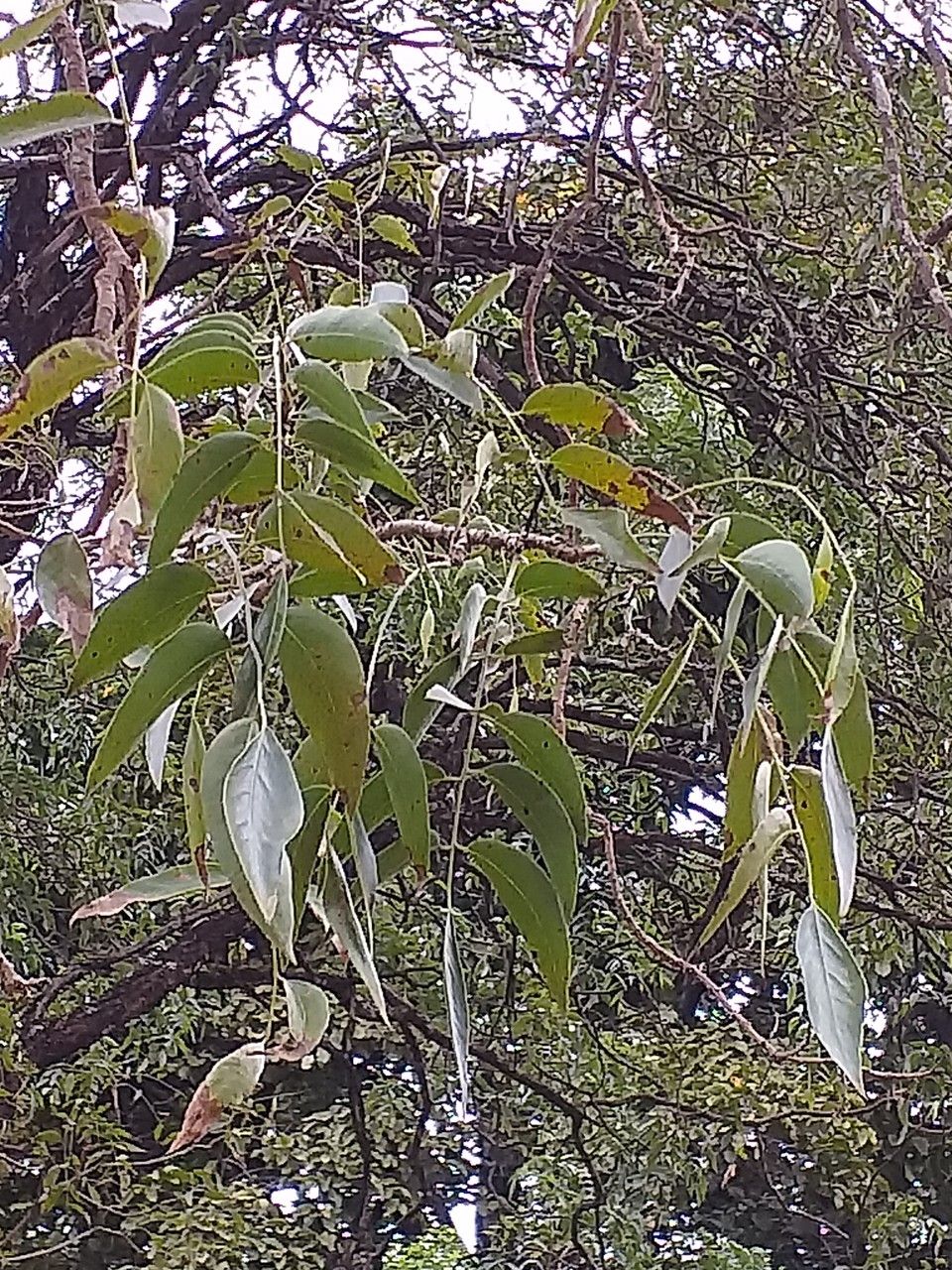 Bolusanthus speciosus — search result for 'Fabaceae'