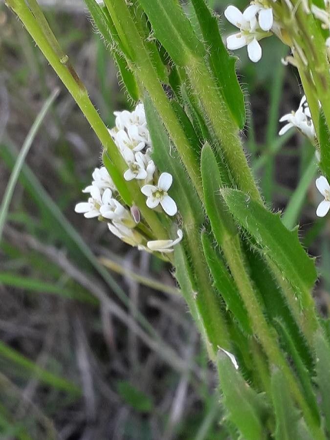 Arabis hirsuta flower