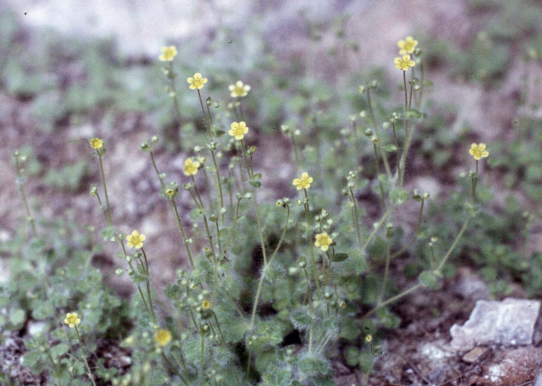 Saxifraga arachnoidea habit