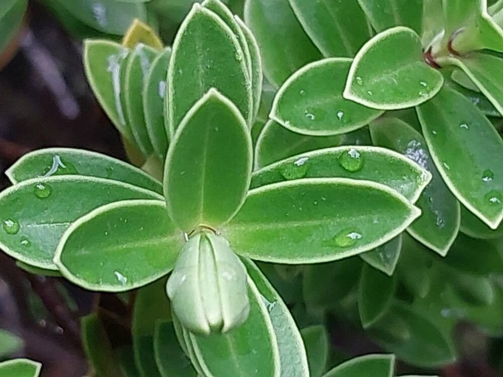 Veronica subalpina leaf