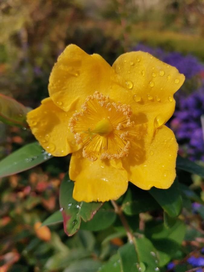 Hypericum hookerianum flower