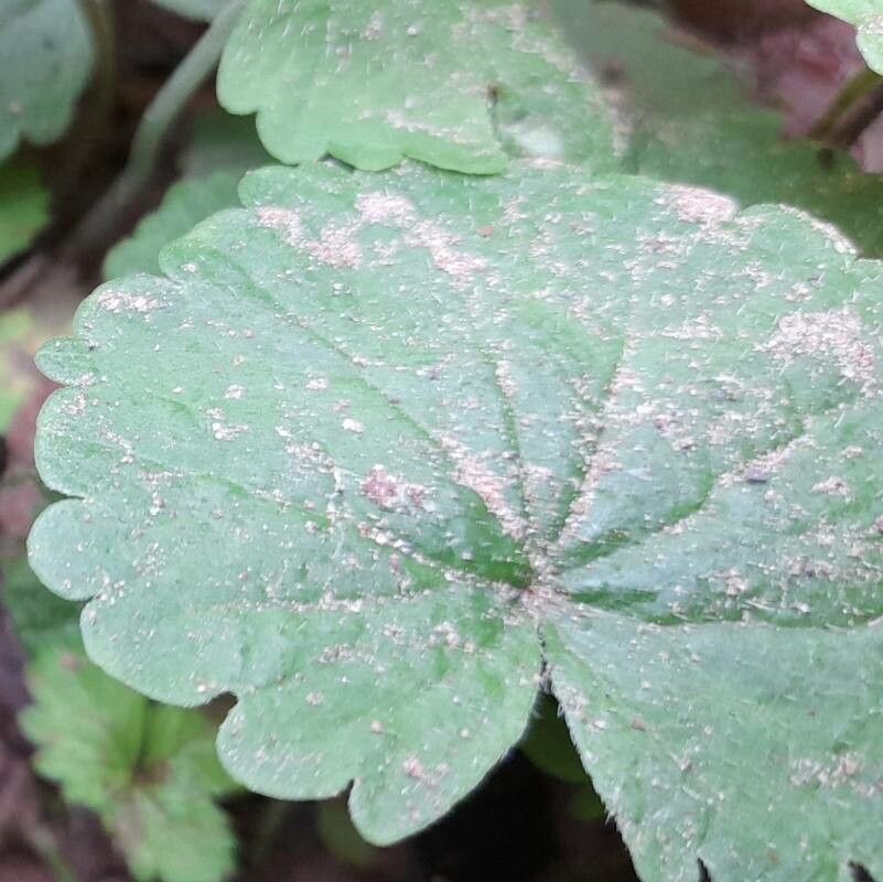 Sibthorpia conspicua — related species from the same genus