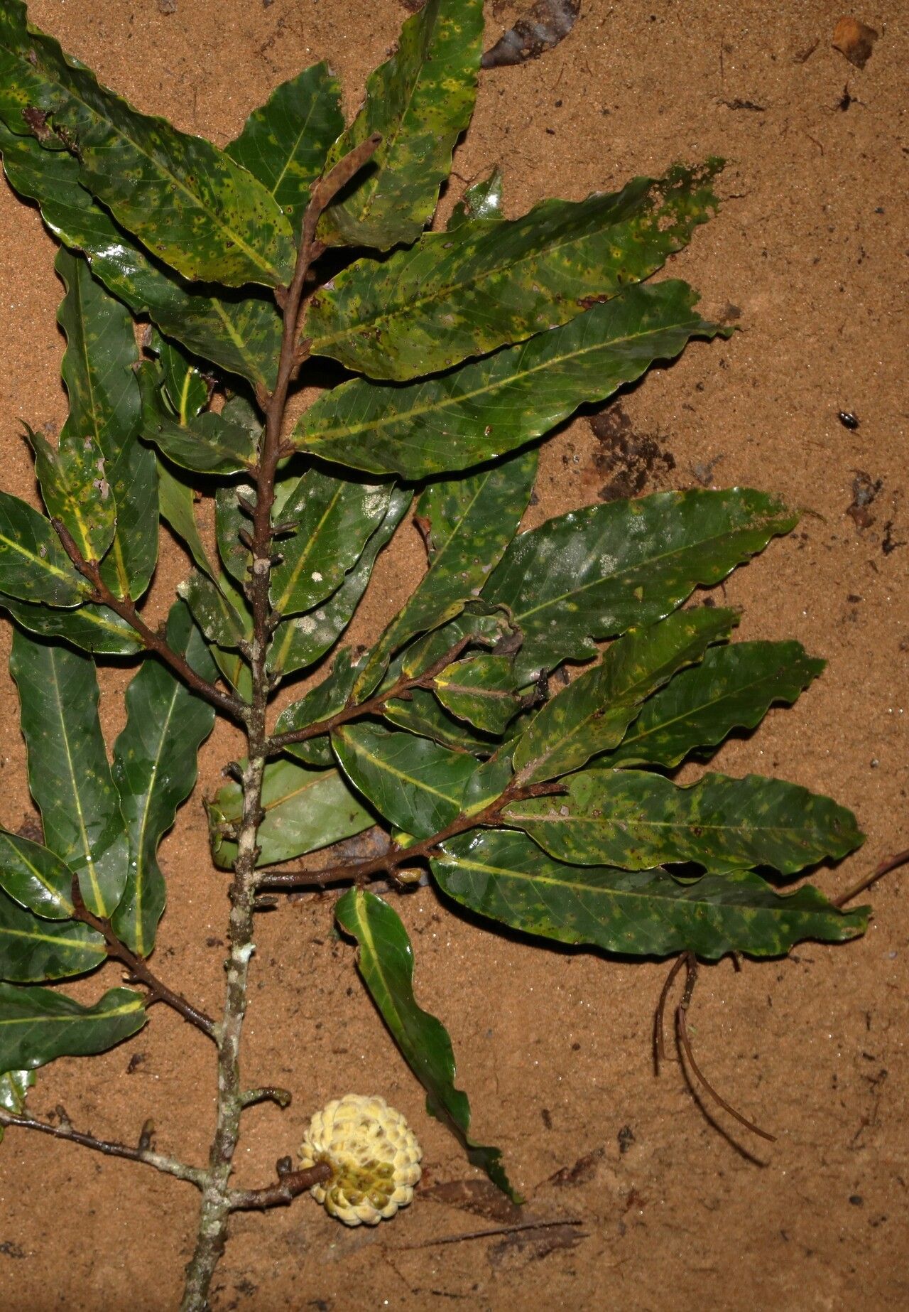Duguetia staudtii habit