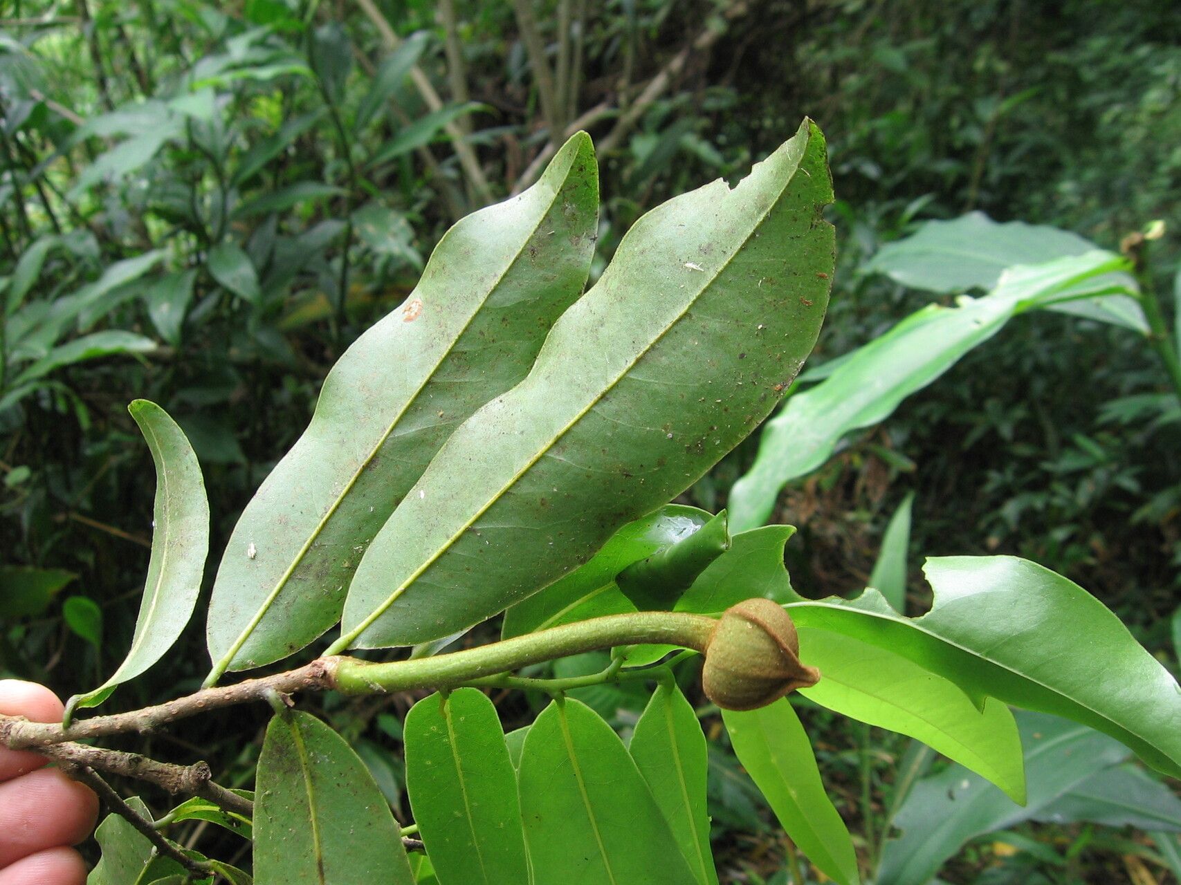 Uvaria dependens — houseplant care guide