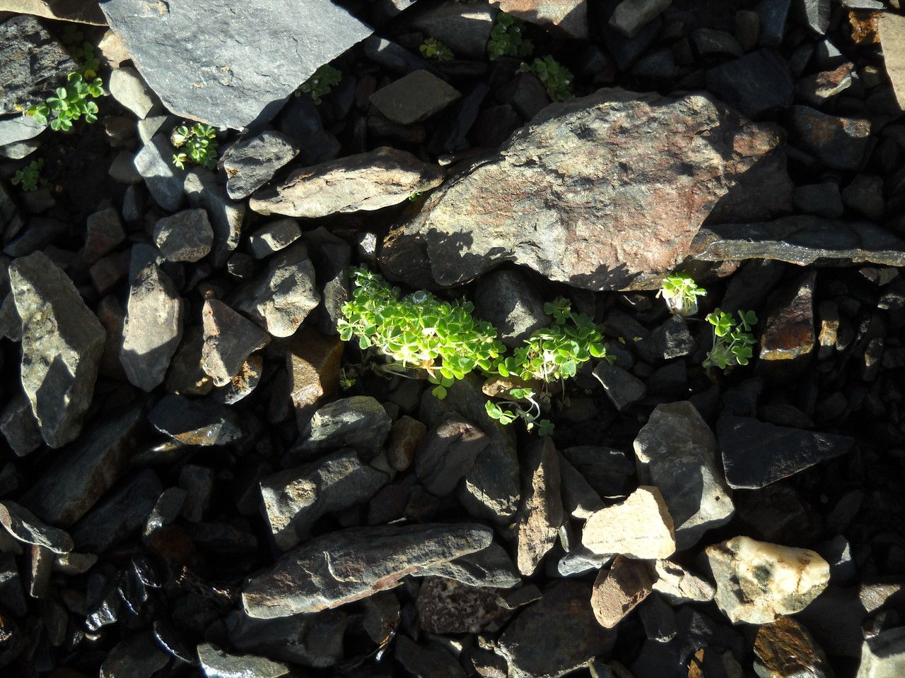 Oxalis nubigena habit