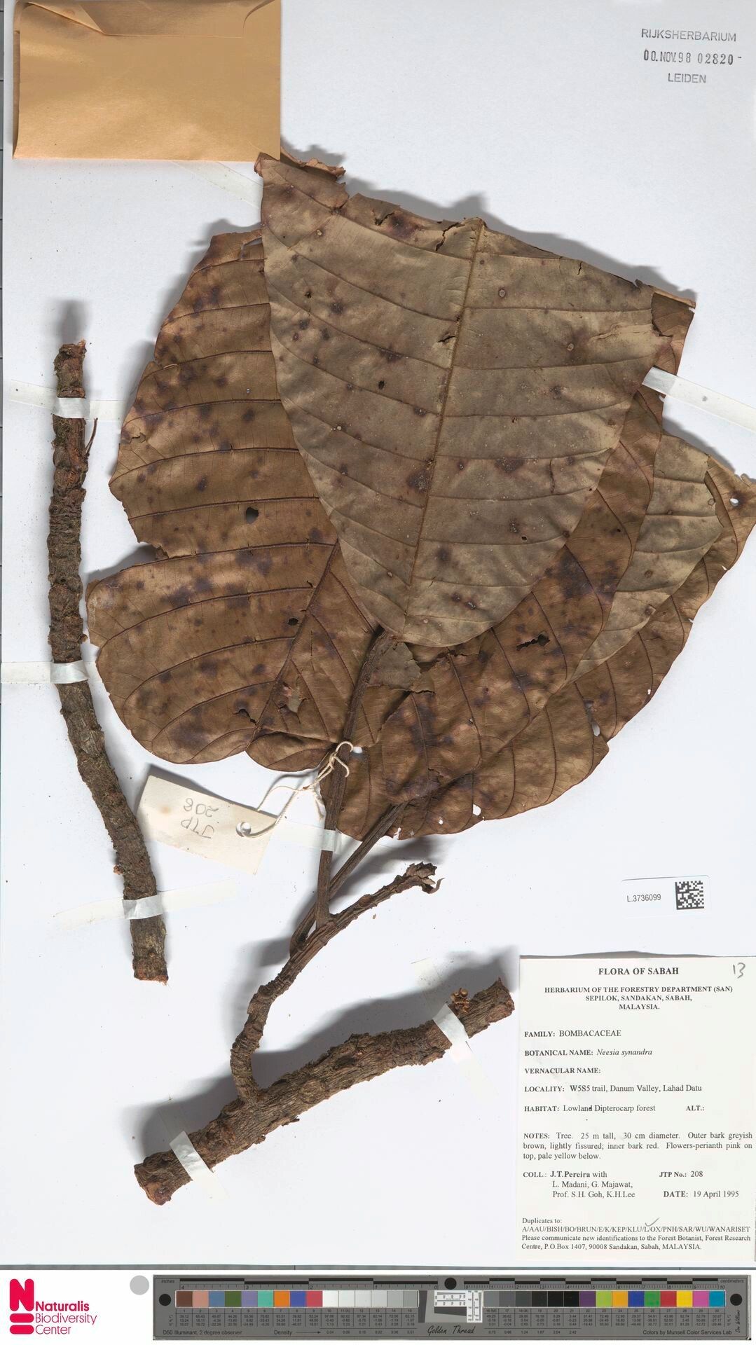 Neesia synandra — houseplant care guide