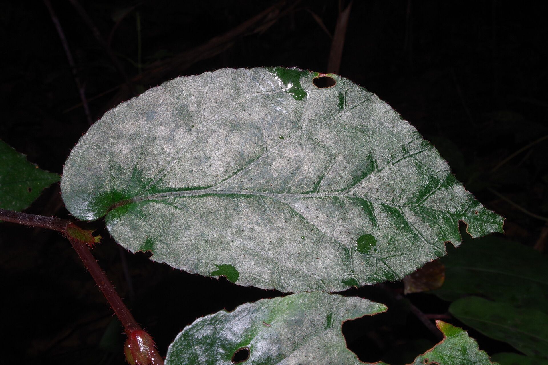 Begonia sessilifolia — houseplant care guide