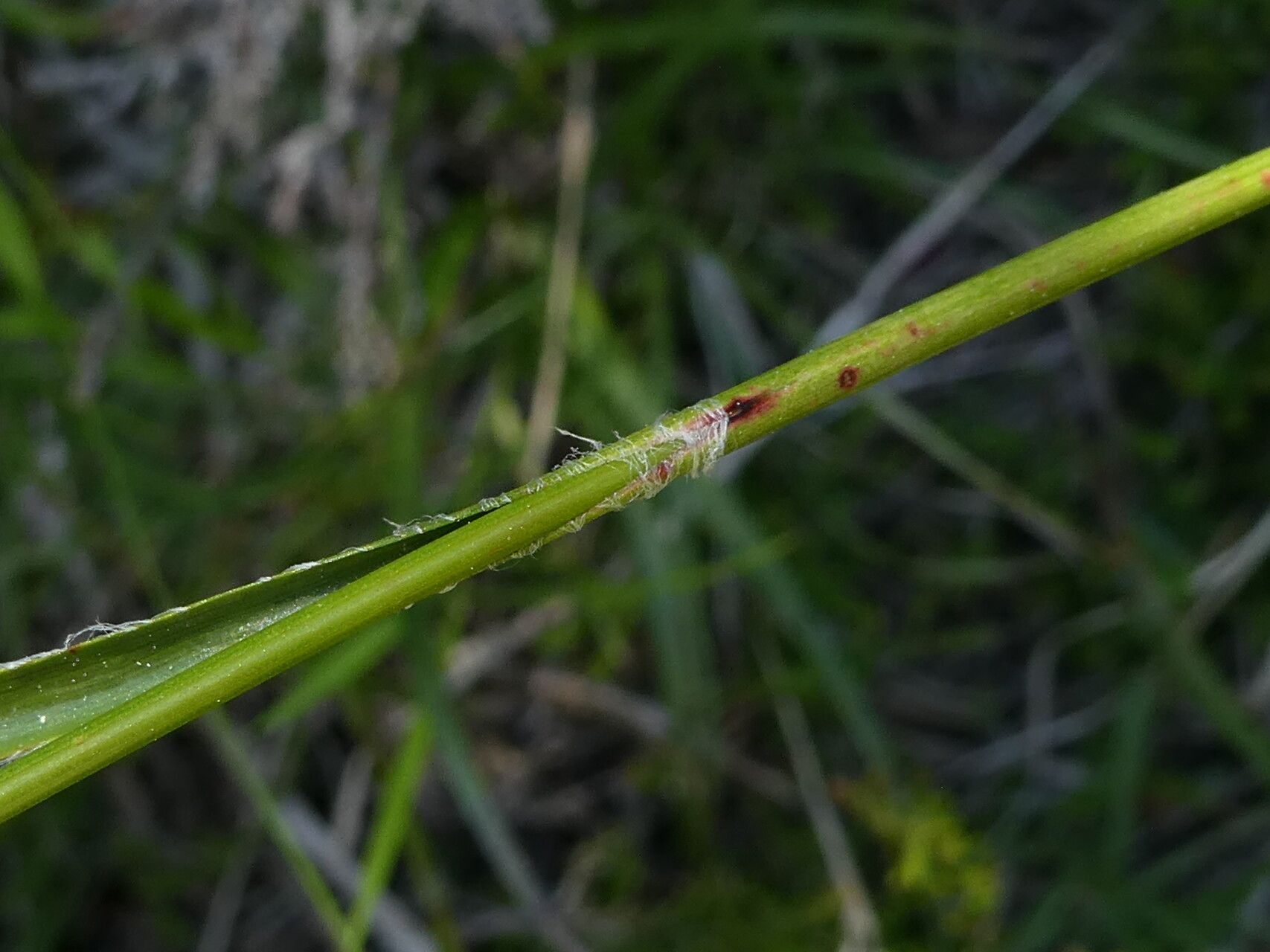 Luzula pediformis leaf