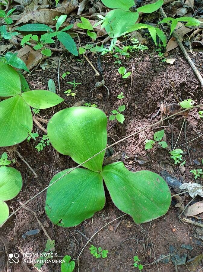 Platanthera orbiculata — search result for 'Platanthera'