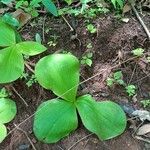Platanthera orbiculata