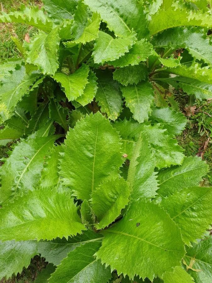 Leontodon rigens leaf