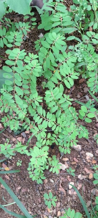 Phyllanthus niruri fruit