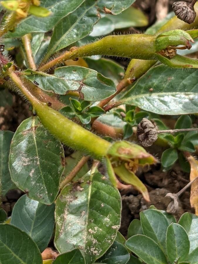 Ludwigia peploides fruit