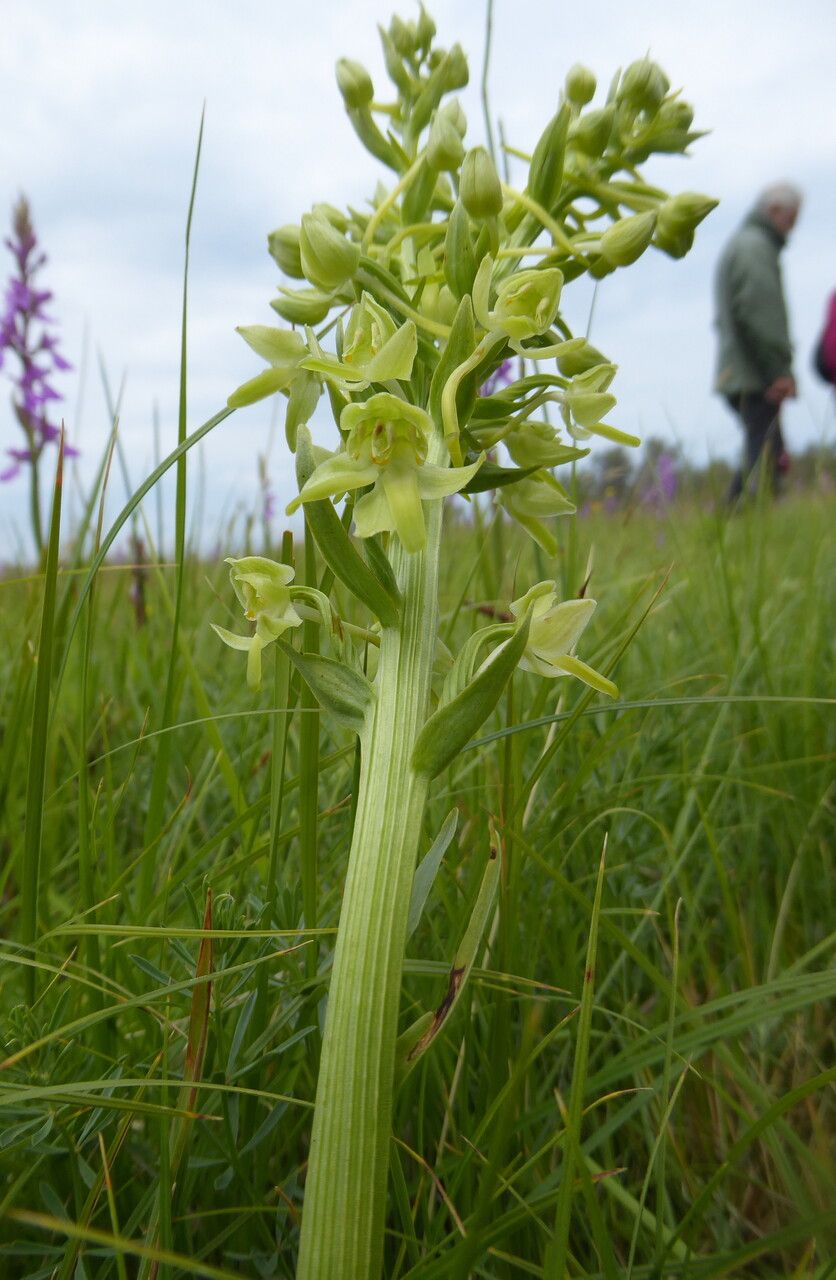 Platanthera algeriensis bark