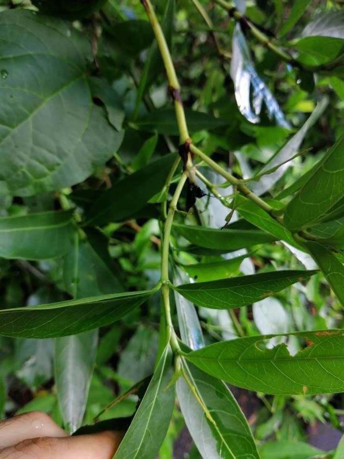 Alibertia edulis leaf