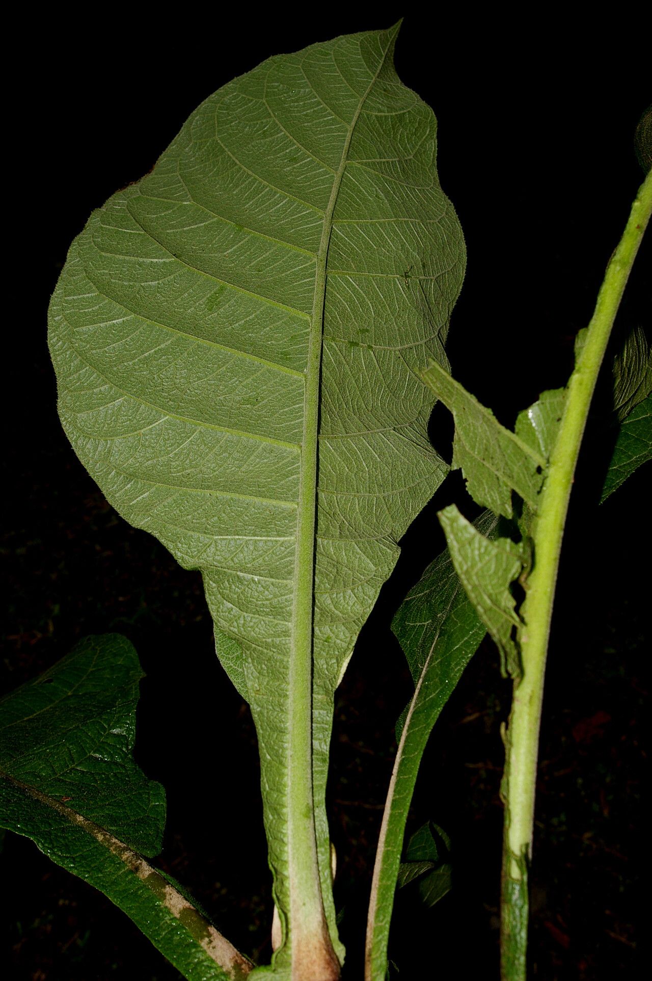 Verbesina tapantiana bark