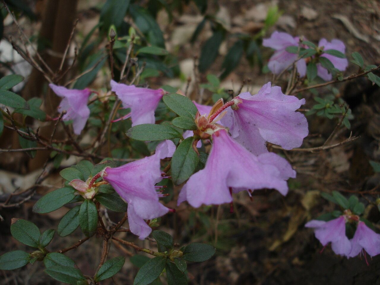 Rhododendron uniflorum — houseplant care guide