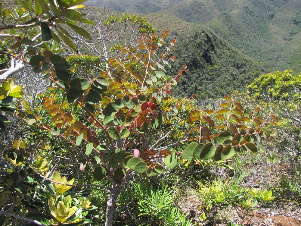 Phyllanthus virgultiramus habit