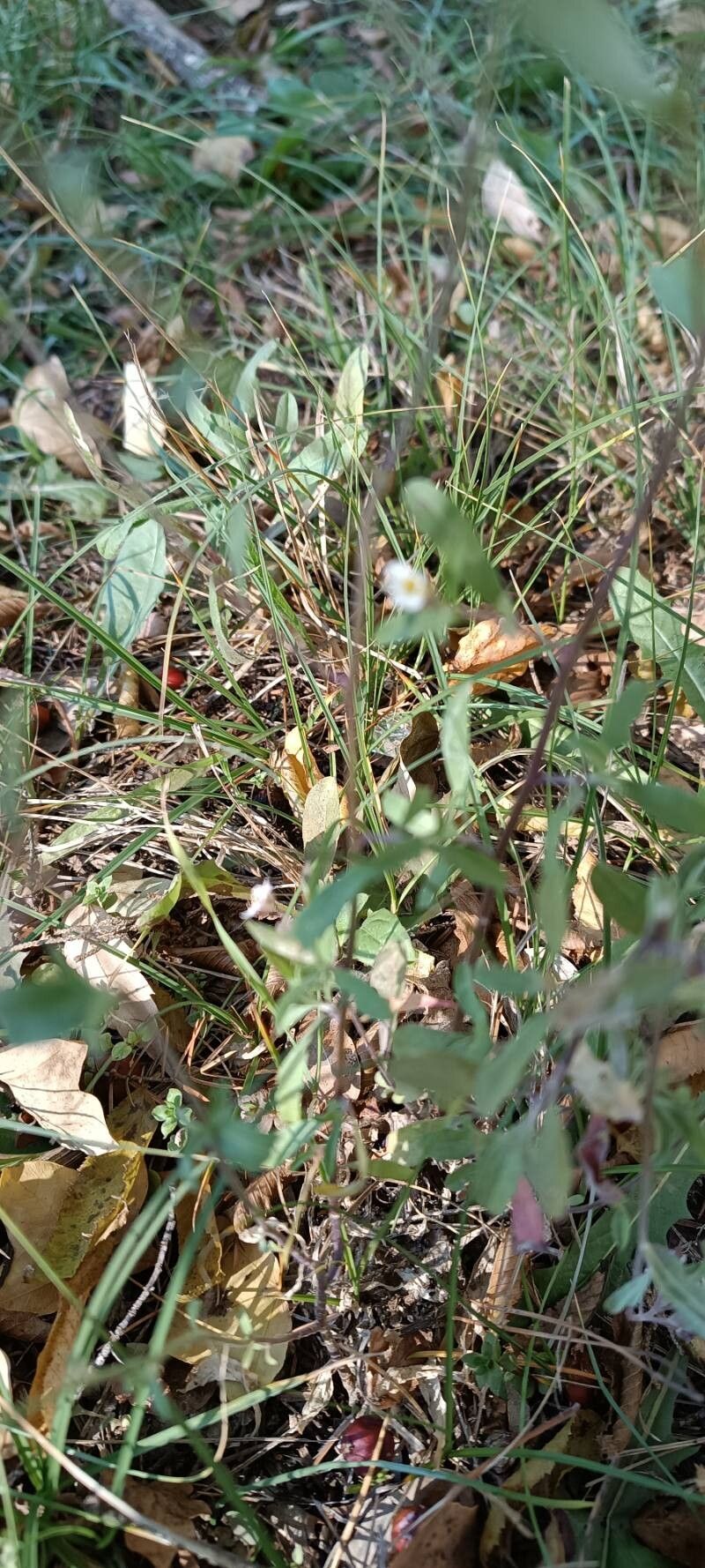 Berteroa mutabilis leaf