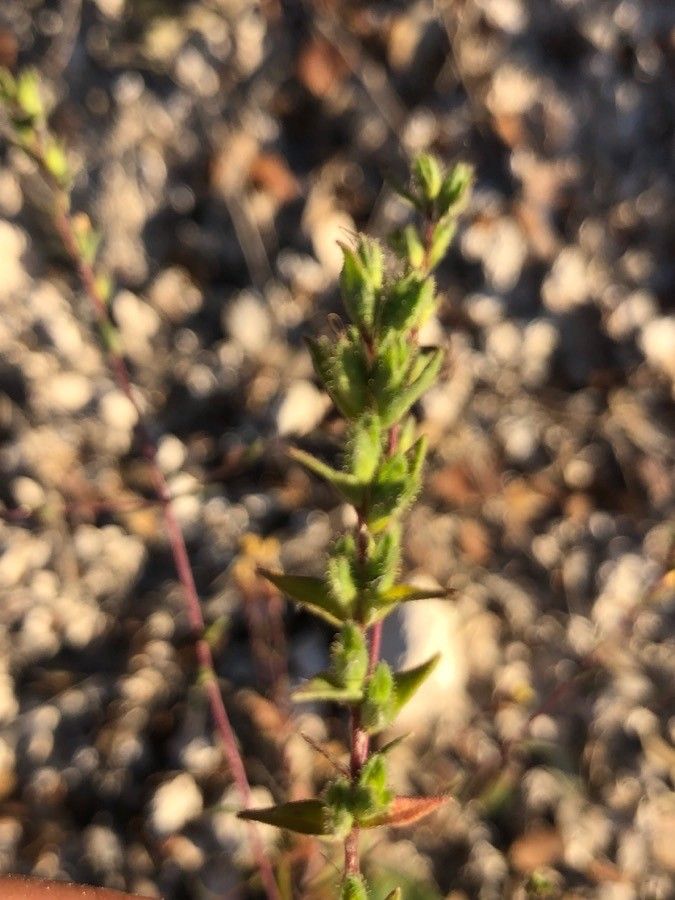 Odontites viscosus leaf
