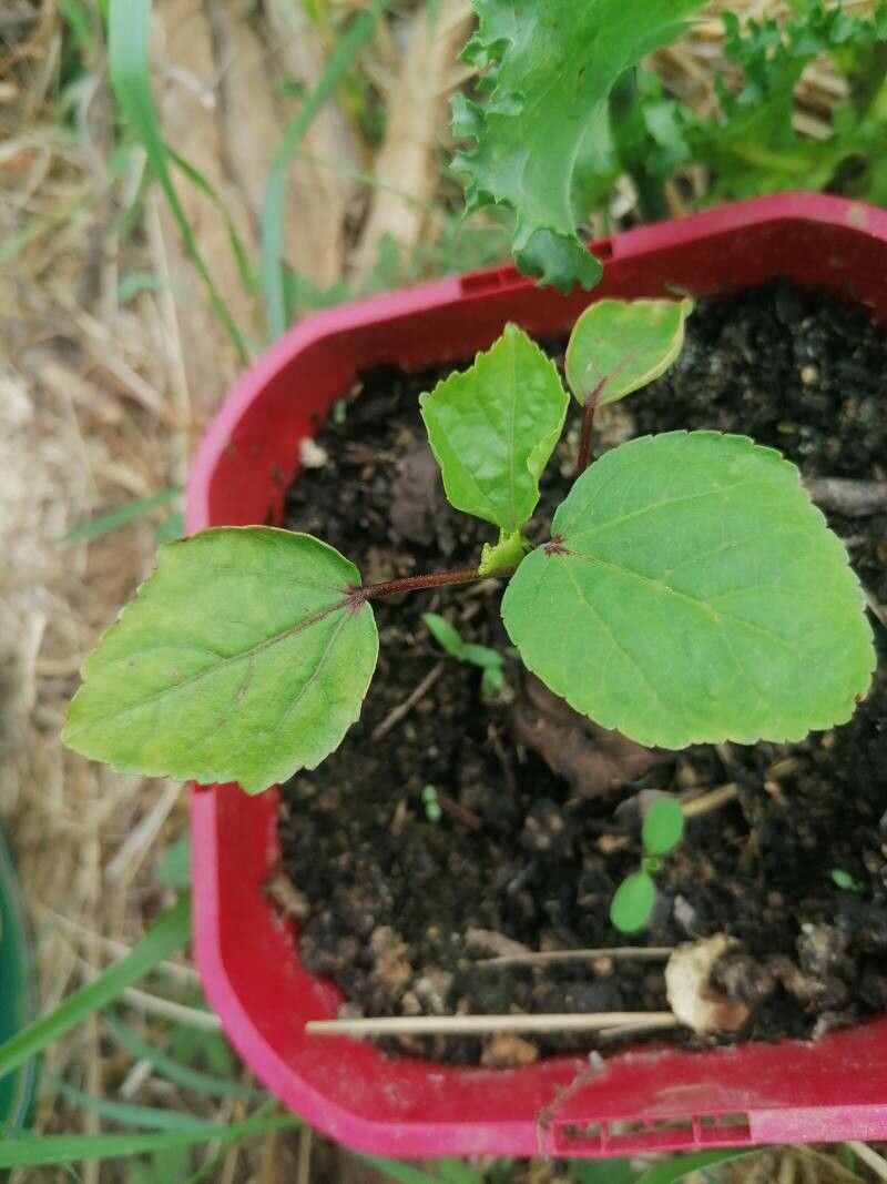 Hibiscus biseptus — houseplant care guide