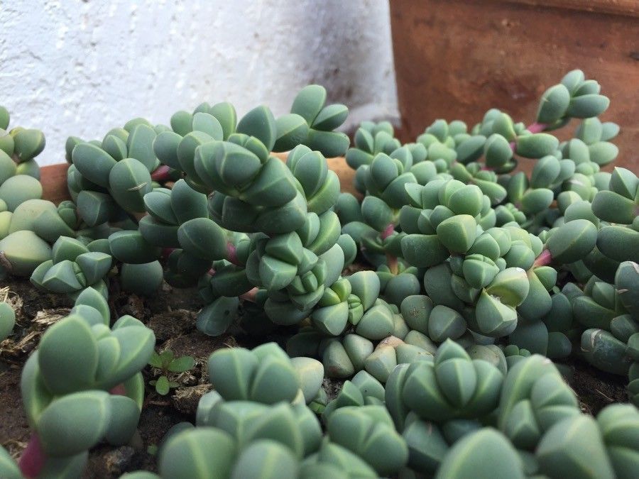 Delosperma taylorii fruit