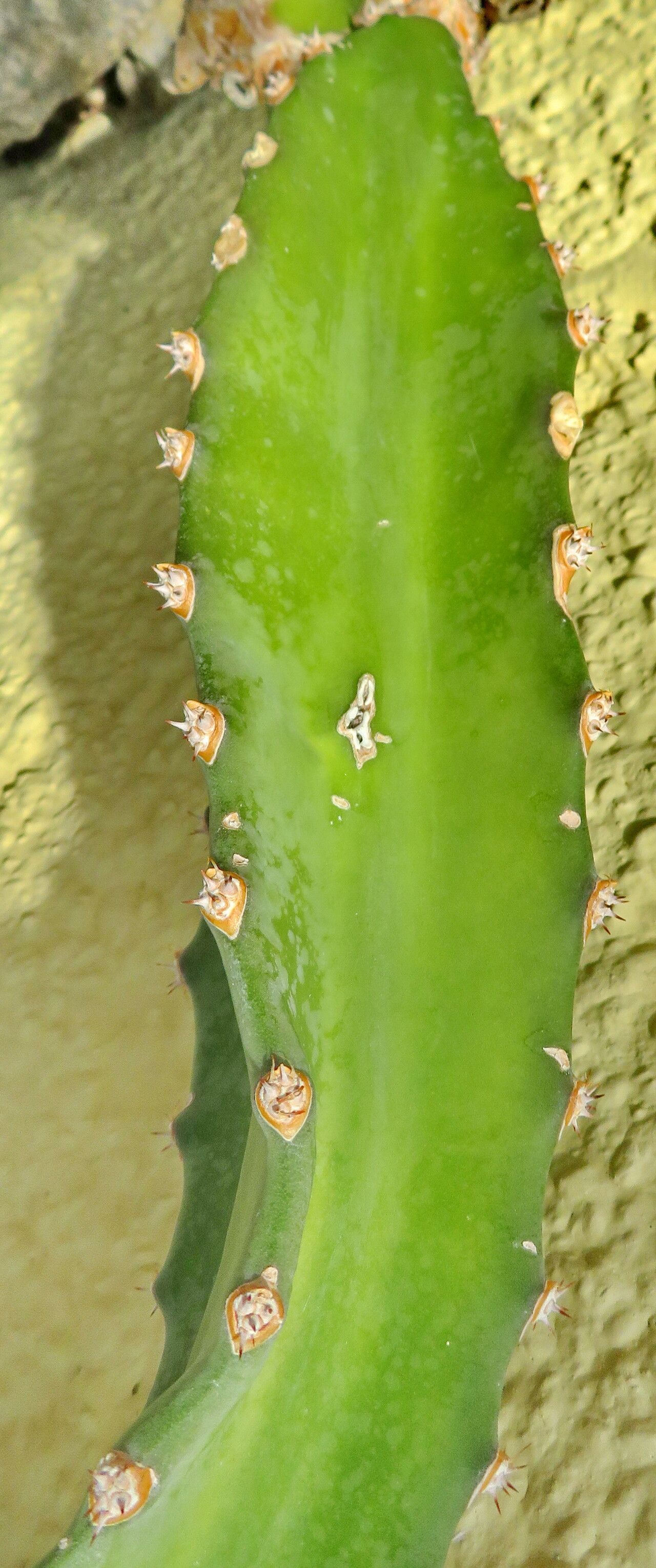 Selenicereus purpusii — search result for 'Selenicereus'