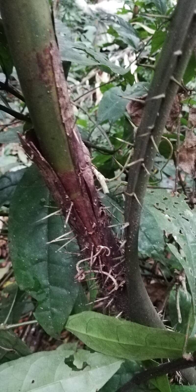 Laccosperma secundiflorum bark