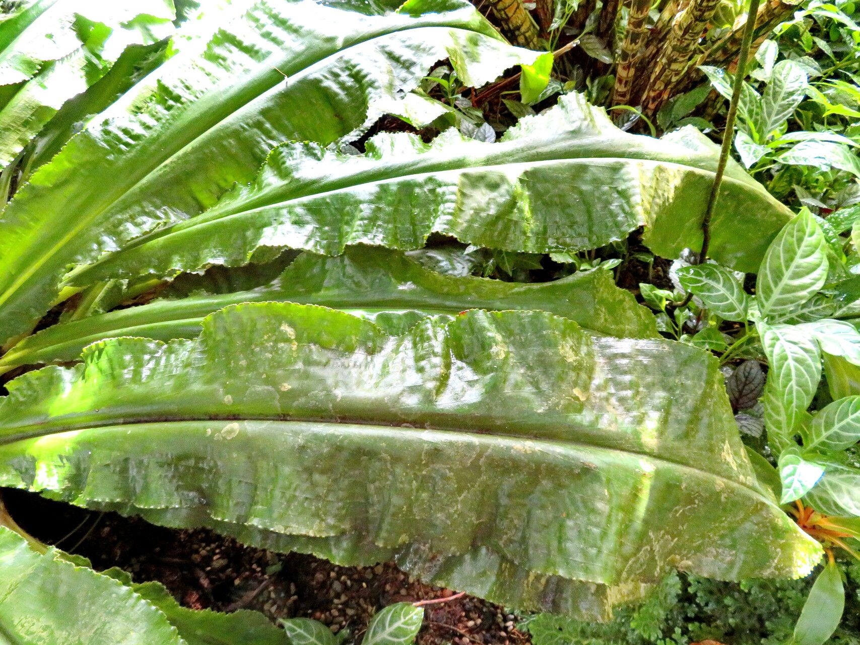 Palisota pynaertii fruit