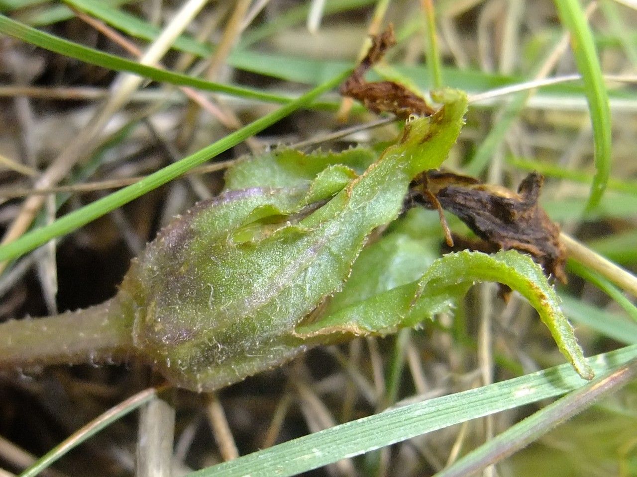 Mandragora officinalis habit
