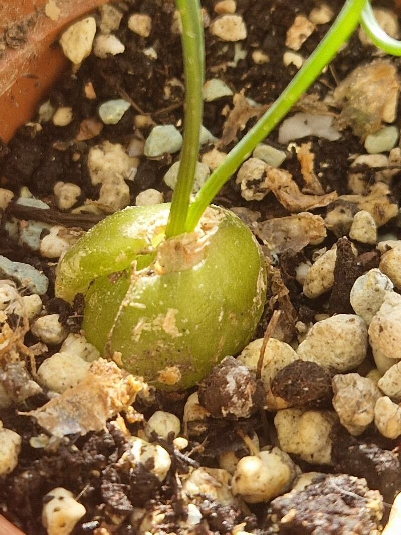 Albuca spiralis habit