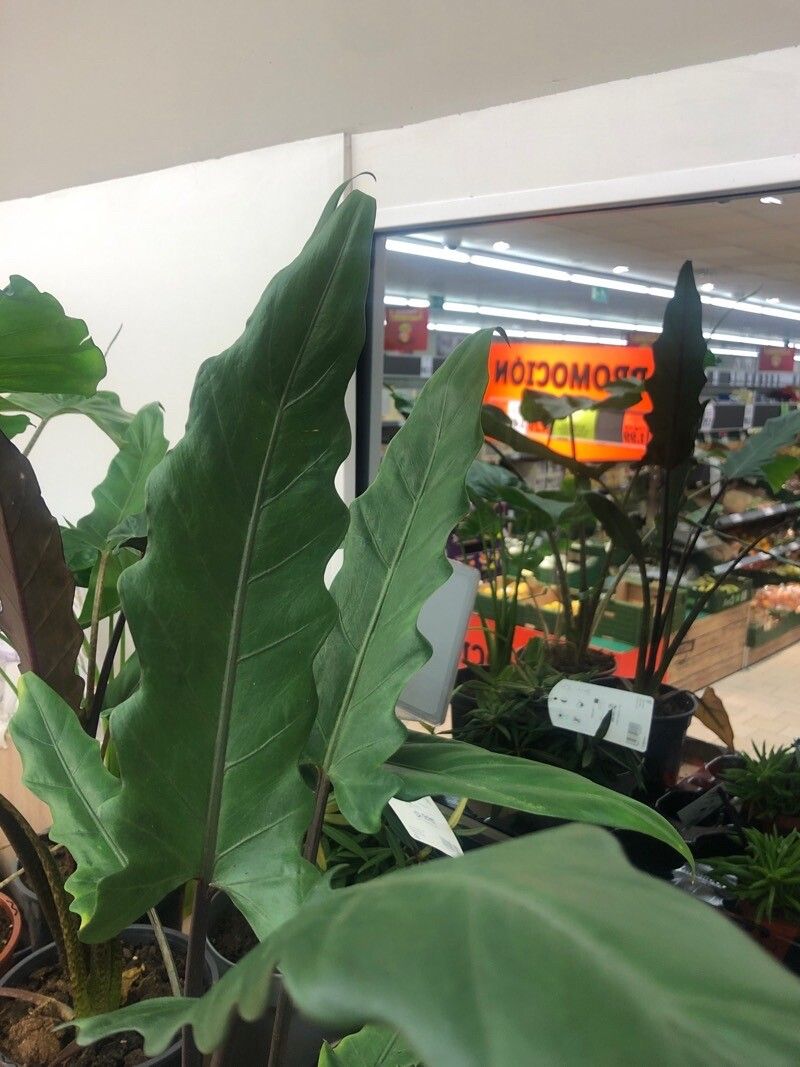 Alocasia lauterbachiana — search result for 'Alocasia'