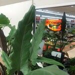 Alocasia lauterbachiana