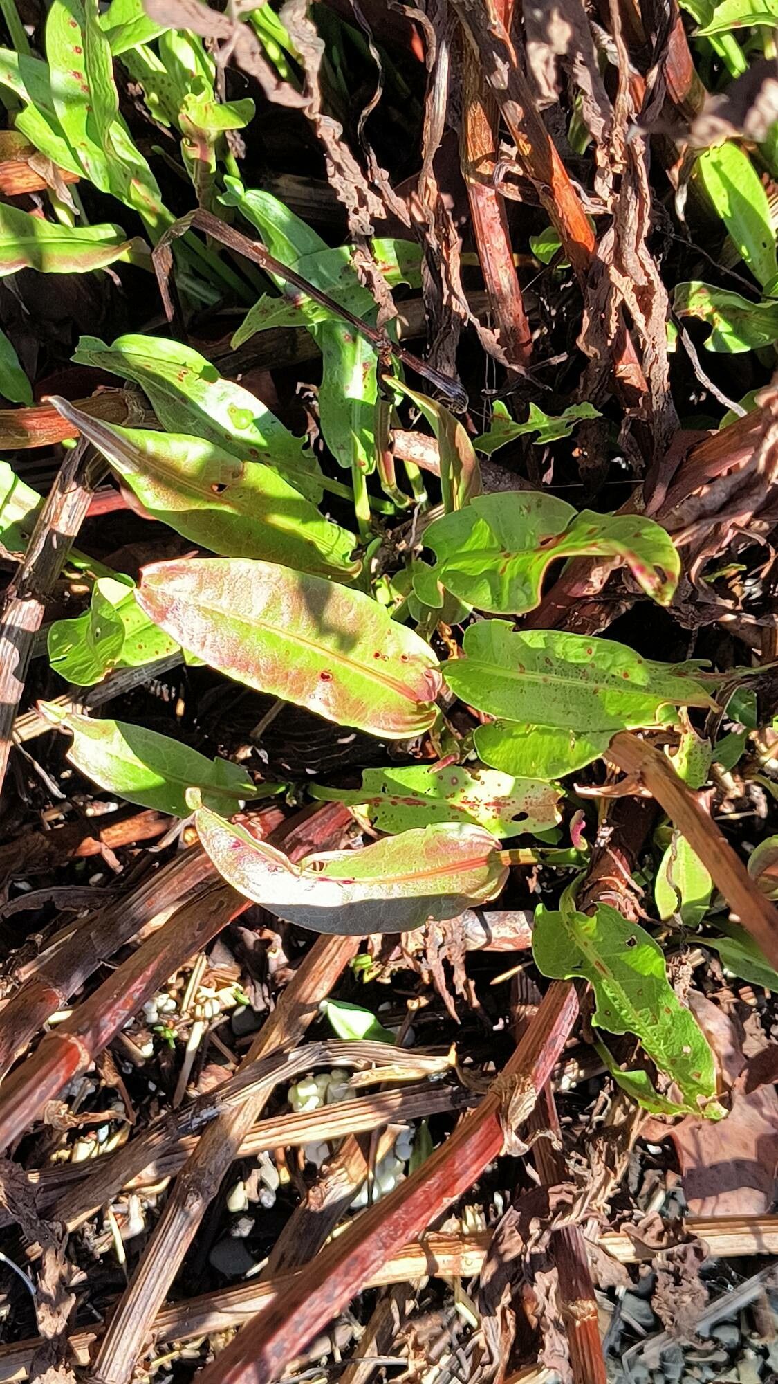 Rumex occidentalis leaf