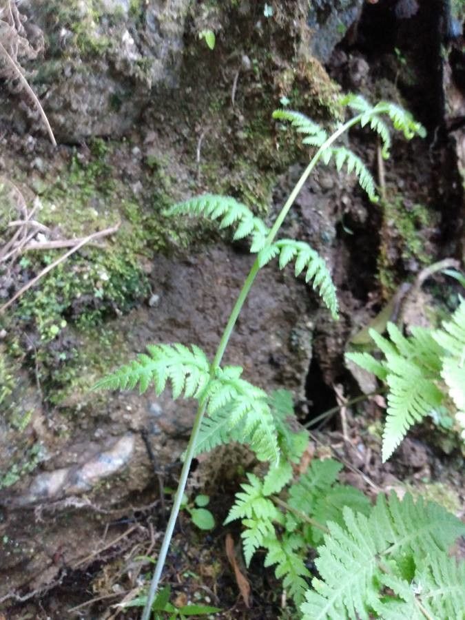 Macrothelypteris torresiana bark