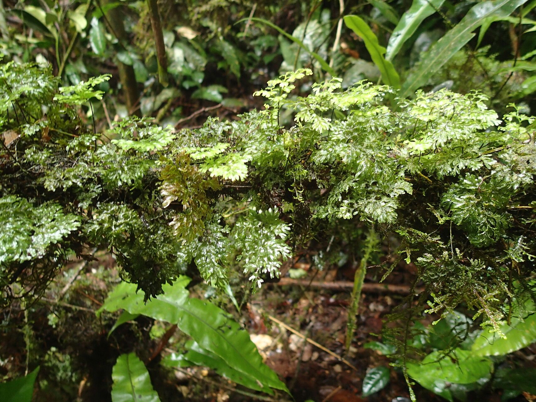 Hymenophyllum triangulare habit
