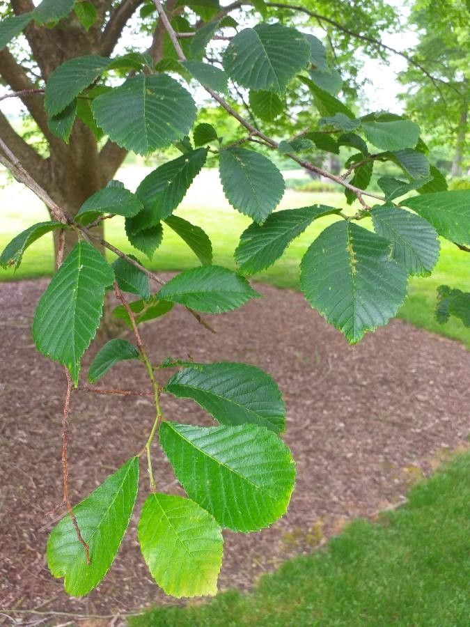 Ulmus lamellosa — search result for 'Ulmus'
