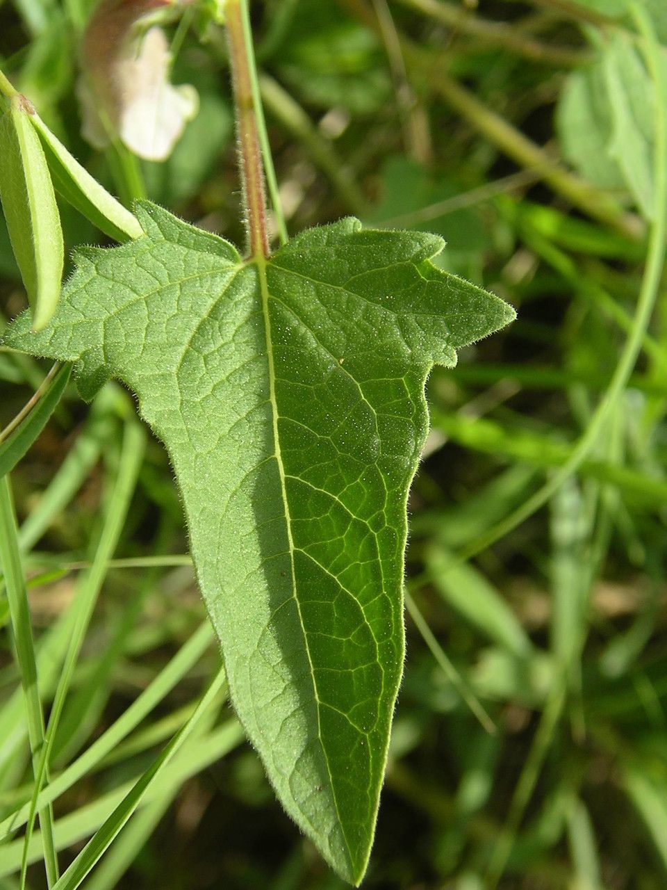 Ceratotheca sesamoides — search result for 'Sesamum'