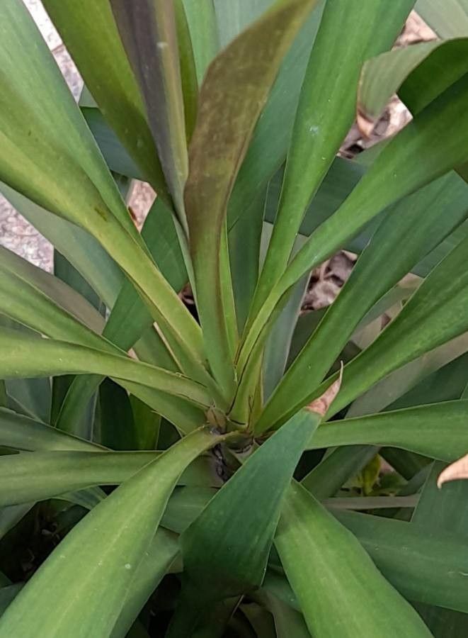 Cordyline stricta — search result for 'Palm'