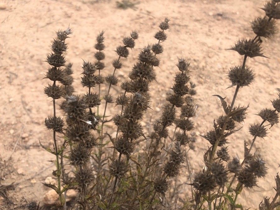 Sideritis ilicifolia flower