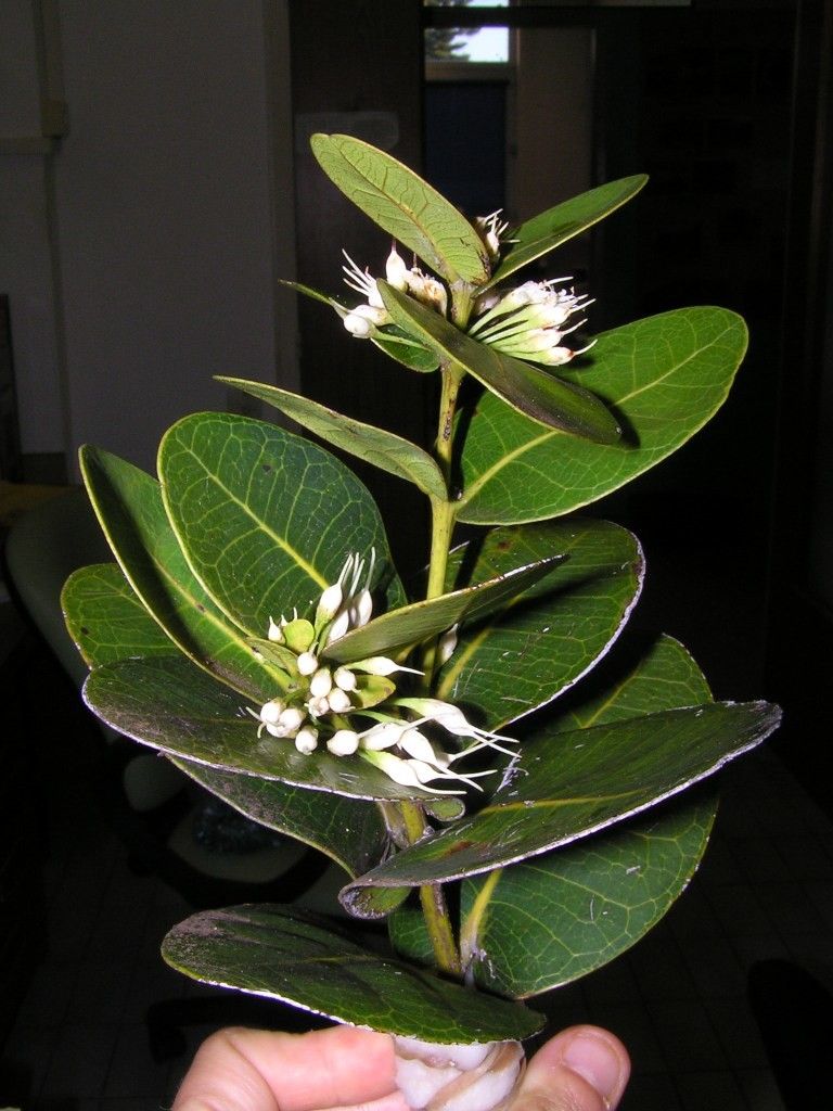 Pycnandra amplexicaulis habit