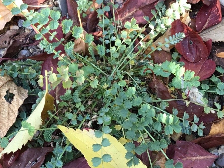 Sanguisorba verrucosa — search result for 'Sanguisorba'