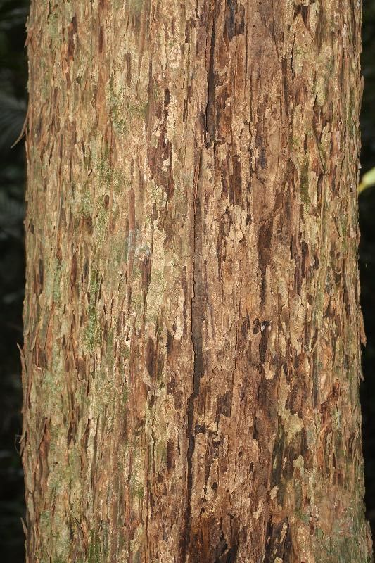 Eschweilera squamata — houseplant care guide