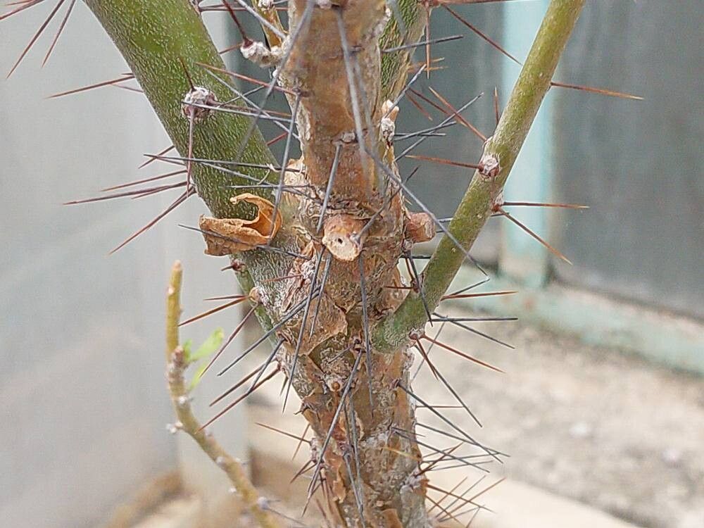 Rhodocactus sacharosa bark
